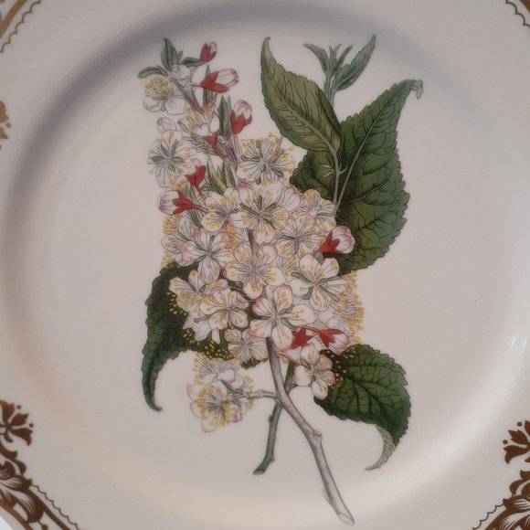 Andrea by Sadek, Golden Botanical by Thomas Curtis 1808 London Plate 10 1/2" - Picture 2 of 9